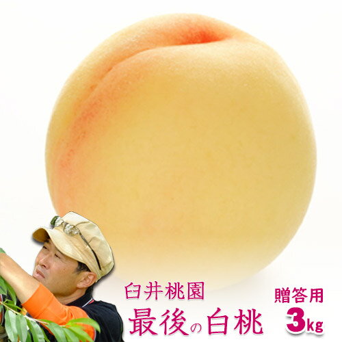 岡山県産白桃 最後の品種 進物用 3Kg 8～11玉 栽培園限定商品 送料無料 希少品のため収穫予定数量完売と同時に販売終了致します 