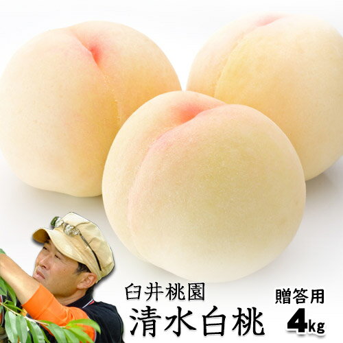 臼井桃園 清水白桃 進物用 4Kg 10〜15玉 栽培園限定商品 岡山県産白桃 送料無料 お中元 【早期ご予約受付中】 臼井桃園 清水白桃 進物用 4Kg 10〜15玉 栽培園限定商品 岡山県産白桃 送料無料 お中元 【早期ご予約受付中】