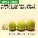 梅 うめ 紀州南高梅 生梅 青梅 完熟梅 秀品 2Lサイズ 5Kg×2箱 10Kg 和歌山県産 産地 直送品 国産 早期ご予約 数量限定 冷蔵便 送料無料 数量限定品 梅干し 梅酒 梅ジュース 梅ジャム 梅シロップ 加工 梅 加工用梅