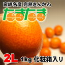 【送料無料】宮崎産完熟金柑(きんかん)「たまたま」2Lサイズ...