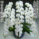 開店・開業・お礼・退職・移転・楽屋見舞い・結婚祝い・誕生日・記念日・ビジネス・お歳暮・福袋・景品・クリスマス・お悔みetc大輪胡蝶蘭10本立ち120輪前後