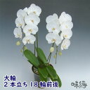 大輪胡蝶蘭2本立ち18輪前後 開店・開業・お礼・退職・移転・楽屋見舞い・結婚祝い・誕生日・記念日・ビジネス・お歳暮・福袋・景品・クリスマス・お悔みetc