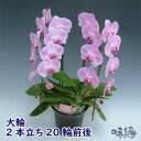 大輪胡蝶蘭2本立ち20輪前後 開店・開業・お礼・退職・移転・楽屋見舞い・結婚祝い・誕生日・記念日・ビジネス・お歳暮・福袋・景品・クリスマス・お悔みetc