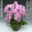 開店・開業・お礼・退職・移転・楽屋見舞い・結婚祝い・誕生日・記念日・ビジネス・お歳暮・福袋・景品・クリスマス・お悔みetc大輪胡蝶蘭5本立ち45輪前後