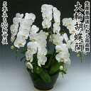 開店・開業・お礼・退職・移転・楽屋見舞い・結婚祝い・誕生日・記念日・ビジネス・お歳暮・福袋・景品・クリスマス・お悔みetc大輪胡蝶蘭5本立ち50輪前後