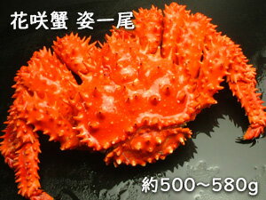 ボイル花咲蟹姿500〜580g/花咲蟹/ハナサキガニ/はなさきがに/姿身/贈り物/北海道/根室/産地直送/現役漁師/熨斗可/メッセージ可/お歳暮/送料込み/送料無料 期間限定 ポイント5倍