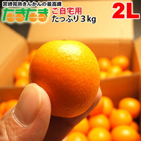 【送料無料】【訳ありご自宅用】宮崎産完熟金柑（きんかん）「たまたま」【2L】サイズ3kg