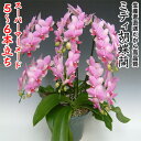 開店・開業・お礼・退職・移転・楽屋見舞い・結婚祝い・誕生日・記念日・ビジネス・お歳暮・福袋・景品・クリスマス・お悔み・母の日etcミディ胡蝶蘭スーパーマーメイド...