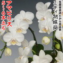 開店・開業・お礼・退職・移転・楽屋見舞い・結婚祝い・誕生日・記念日・ビジネス・お歳暮・福袋・景品・クリスマス・お悔み・母の日etcミディ胡蝶蘭アマビリス5~6本立ち
