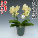 開店・開業・お礼・退職・移転・楽屋見舞い・結婚祝い・誕生日・記念日・ビジネス・お歳暮・福袋・景品・クリスマス・お悔み・母の日etcミディ胡蝶蘭黄色系2本立ち