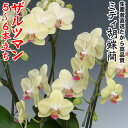 開店・開業・お礼・退職・移転・楽屋見舞い・結婚祝い・誕生日・記念日・ビジネス・お歳暮・福袋・景品・クリスマス・お悔み・母の日etcミディ胡蝶蘭ザルツマン5〜6本...