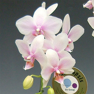 ��Ź�����ȡ����顦�࿦����ž���ڲ����񤤡��뺧�ˤ�������������ǰ�����ӥ��ͥ��������롦ʡ�ޡ����ʡ����ꥹ�ޥ��������ߡ������etc�ߥǥ���ĳ���ϥ륬����2��Ω��