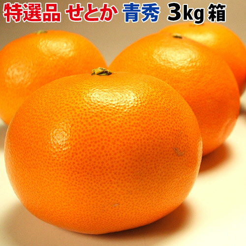 P5倍 【送料無料】スーパー柑橘せとか特選品3kg【青秀】