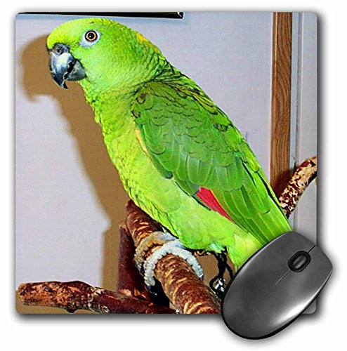 【中古】【未使用・未開封品】3drose LLC 8?x 8?x 0.25インチマウスパッド、イエローうなじParrot ( MP..