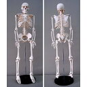 Jack Richeson Skeleton Model, Medium by Jack Richeson