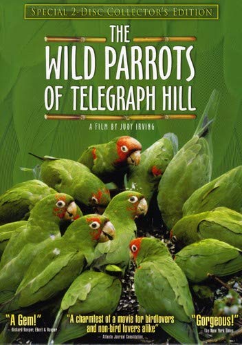 Wild Parrots of Telegraph Hill  