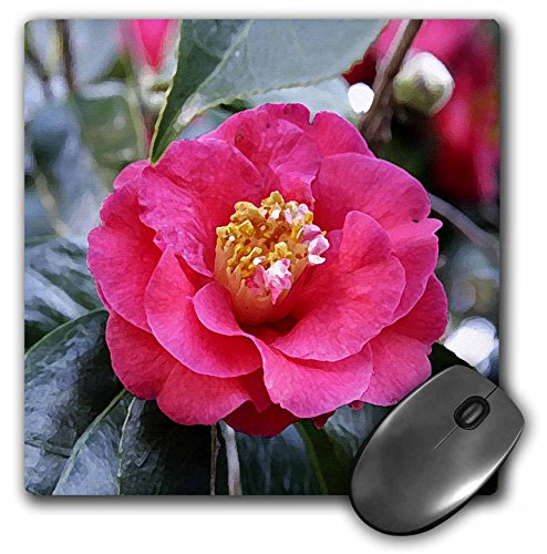 š̤ۡѡ̤ʡ3drose LLC 8?x 8?x 0.25Camellia Japonica֥ޥѥå(MP 4188?_ 1?)