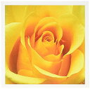 【中古】【未使用・未開封品】花???黄色ローズ???グリーティングカード Set of 12 Greeting Cards(2)