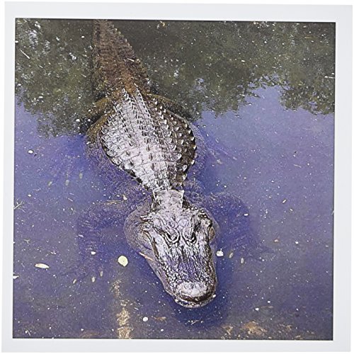 【中古】【未使用・未開封品】野生動物???Alligator???グリーティングカード Set of 12 Greeting Cards