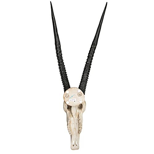 Design Toscano Gemsbok African Wall Trophy