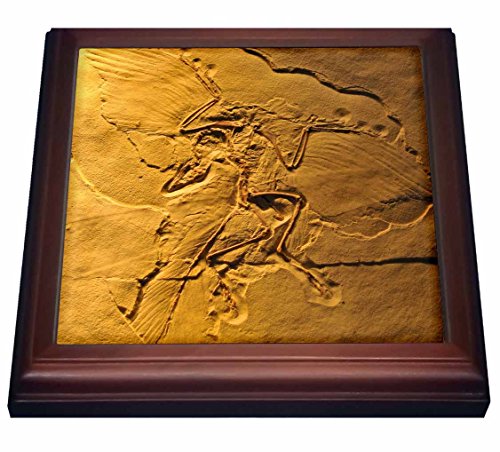 【中古】【未使用 未開封品】TRV _ 16715 Kike Calvo化石恐竜写真 ArchaeopteryxからThe Jurasicドイツ 五徳 8 x 8 ホワイト trv_16715_1