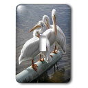 【中古】【未使用・未開封品】3drose LLC lsp _ 19136?_ 1?Great White Pelicans???Single切り替えスイッチ(4)
