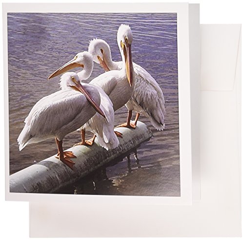 【中古】【未使用・未開封品】ジャッキー・Popp Nature N Wildlife鳥???Great White Pelicans???グリーティングカード Set of 12 Greeting Cards