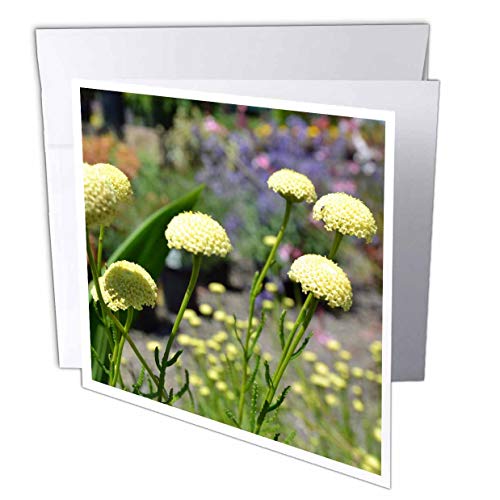 【中古】【未使用・未開封品】Patricia Sanders花???黄色花インスピレーション???グリーティングカード..