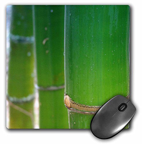 š̤ۡѡ̤ʡ3dRose LLC 8 X 8 X 0.25  ࡼ ޥѥå (mp_26515_1)