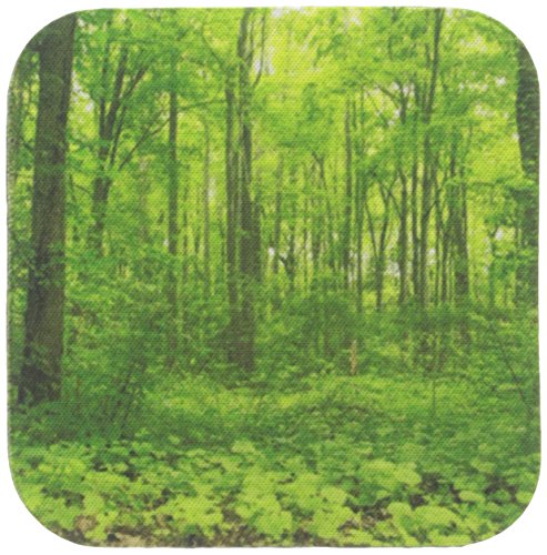 【中古】【未使用・未開封品】ボブ・Molchan写真風景???Trees Leaves Green Forest???コースター set-of-4-Soft グリーン cst_27790_1