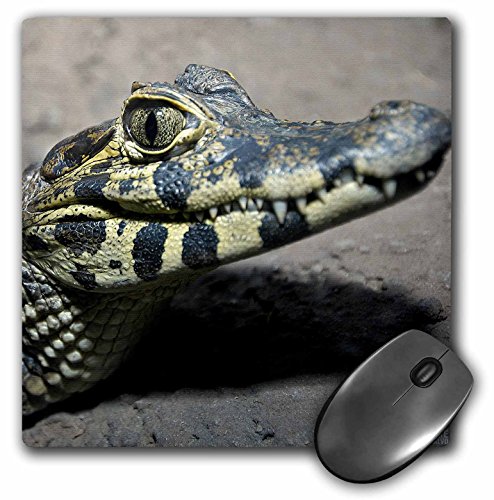 【中古】【未使用・未開封品】3dRose LLC 8 x 8 x 0.25インチ 赤ちゃん用ワニ型マウスパッド (mp_9939_1)