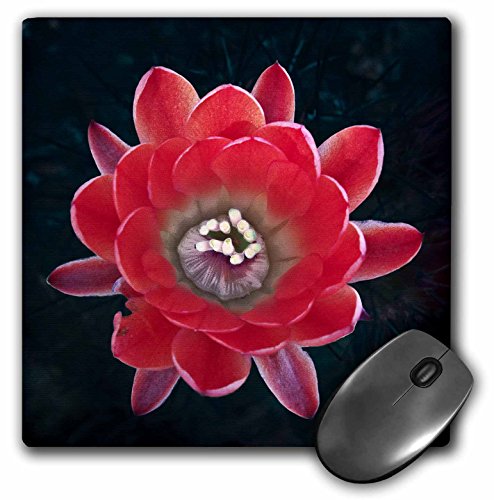 【中古】【未使用・未開封品】3drose LLC 8?x 8?x 0.25インチマウスパッド、装飾カラフルな庭Botanicク..