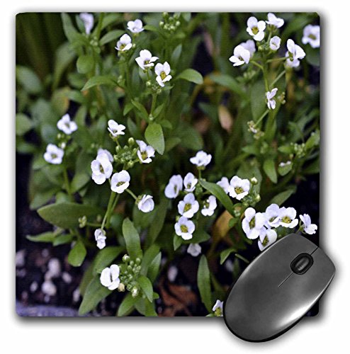 【中古】【未使用・未開封品】3drose LLC 8?x 8?x 0.25インチマウスパッド、ホワイト花と緑Leaves (MP ..
