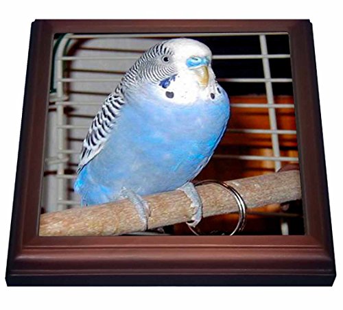 【中古】【未使用・未開封品】鳥???ブルーParakeet???五徳 8 by 8