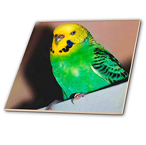 【中古】【未使用・未開封品】鳥???Budgie Parakeet???タイル 6-Inch-Ceramic ct_929_2