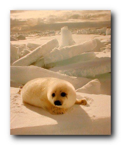 【中古】【未使用・未開封品】キュートHarp Seal Pup雪動物壁装飾アートプリントポスター16?x 20