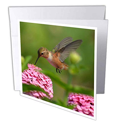 【中古】【未使用・未開封品】PS花???夏の庭ハチドリ???Photography???グリーティングカード Set of 12 Greeting Cards