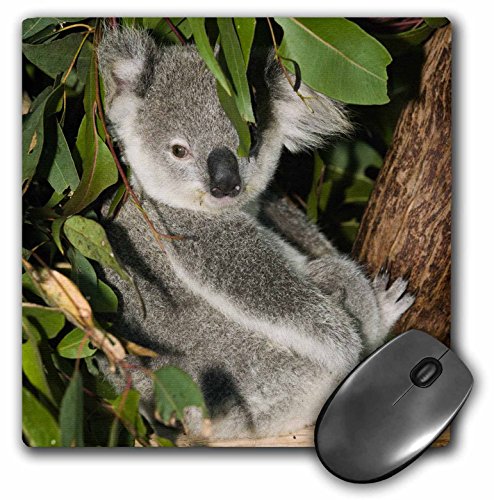 【中古】【未使用・未開封品】3droseオーストラリア、ブリスベン、Figツリーポケット、コアラbears-au01?wbi0119???マウスパッド、8?× 8インチ( MP _ 70224?_ 1?)