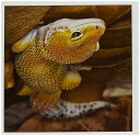 【中古】【未使用・未開封品】Danita Delimont???Lizards???Leopard Geckoモーフ、トカゲ、pakistan-as28?aje0000???アダム・ジョーンズ???グリーティングカード(2)