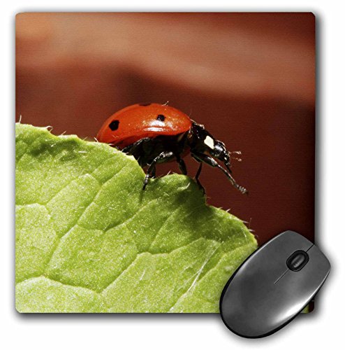 【中古】【未使用・未開封品】3drose LLC 8?x 8?x 0.25?Ladybug Insect onレタスリーフラッセルGordon..