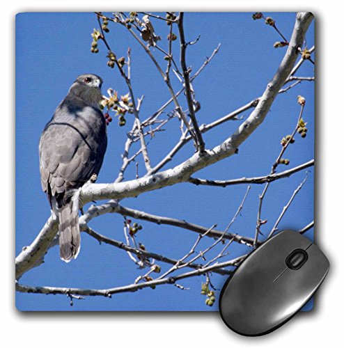 【中古】【未使用・未開封品】3drose Coopers Hawk、鳥、Santee湖、San Diego???na02?djo0026???マウスパッド、8?× 8インチ(MP 83740?_ 1?)