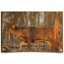 【中古】【未使用・未開封品】Birchwood Casey 37481 EZE-Scorer Deer 23x35