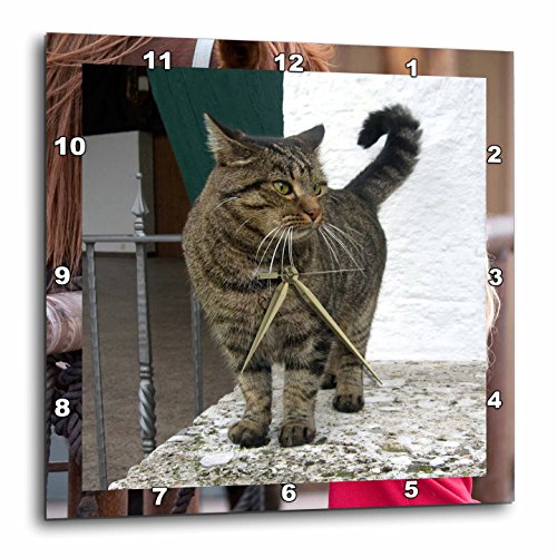 【中古】【未使用・未開封品】3dRose dpp_4464_3 猫 壁時計 15 x 15インチ