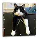 【中古】【未使用・未開封品】3dRose dpp_23450_2 白黒猫 No thing To-Do 壁時計 13 x 13インチ