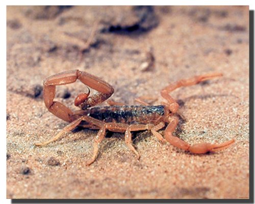 Scorpion Michael Francis Insect砂漠Animal Nature壁装飾アートプリントポスター16?x 20