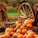 【中古】【未使用・未開封品】GladsBuy Pumpkins「他のテーマのホイール10?' x 10?'コンピュータ印刷写真バックドロップ背景zjz-337