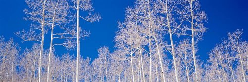 壁360ピール&スティック壁壁画: Aspen Trees in a forest Utah 72 in x 24 in 43478_180