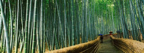 š̤ۡѡ̤ʡ360?Peel &Stick Wall Mural : Walkway Bamboo Forest 72 in x 26.75 in ꡼ 111291_1789