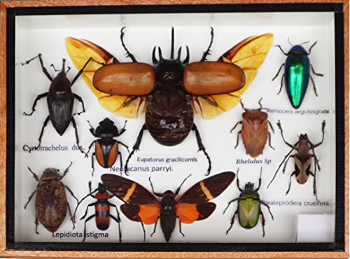 【中古】【未使用・未開封品】Real Mixed Beetle Cicada Insect Boxed Framed Taxidermy Display Wood Box For Collectibles