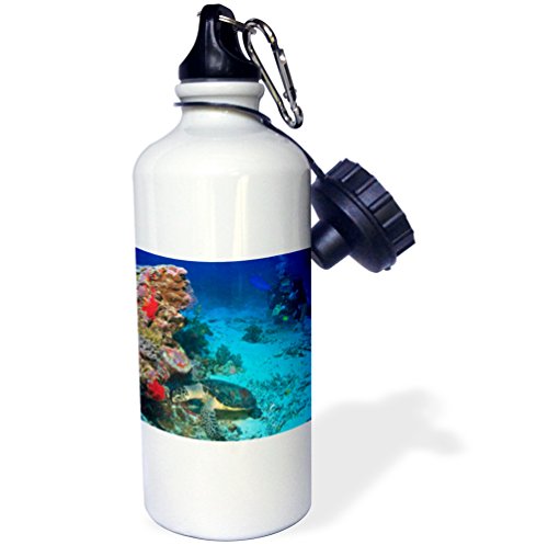 【中古】【未使用・未開封品】3dRose wb_85183_1ホークスビルタートル、スキューバダイバー、ミクロネシアOC16 SWS0045 Stuart Westmorlandスポーツウォーターボトル、21オン